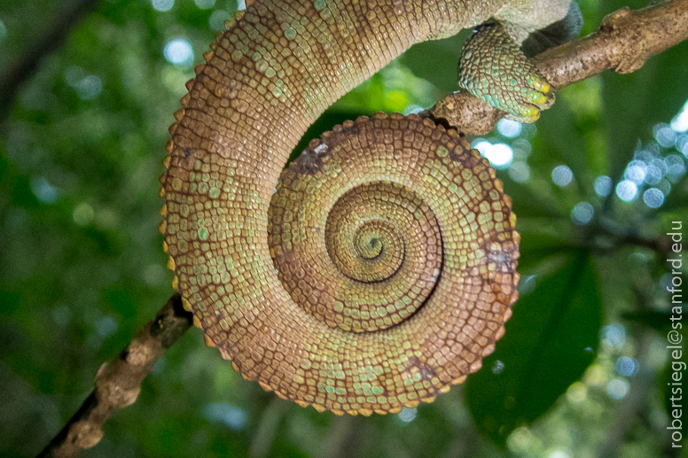 chameleon tail